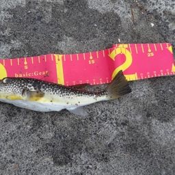 ショウサイフグ