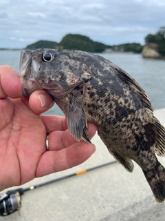 クロソイの釣果