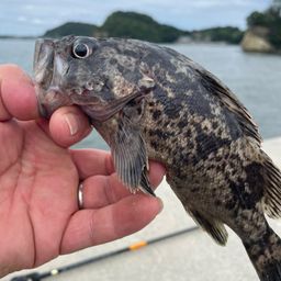 クロソイ