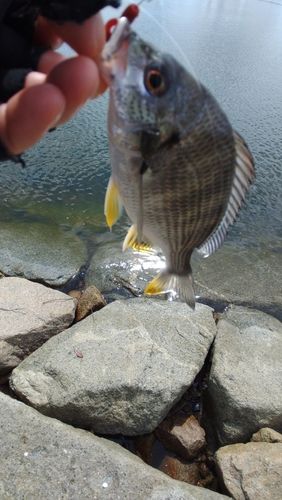キビレの釣果