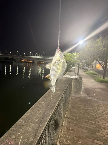 キビレの釣果
