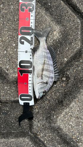 チヌの釣果