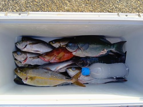 イサキの釣果