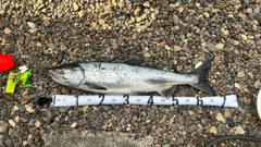 アキアジの釣果