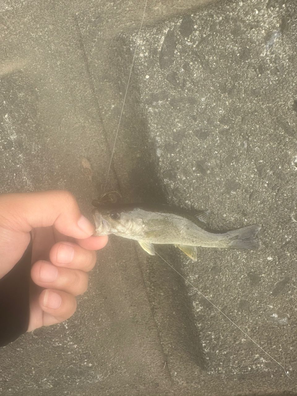 スモールマウスバス