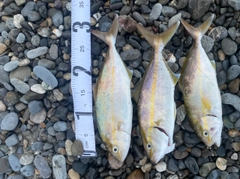 ショゴの釣果