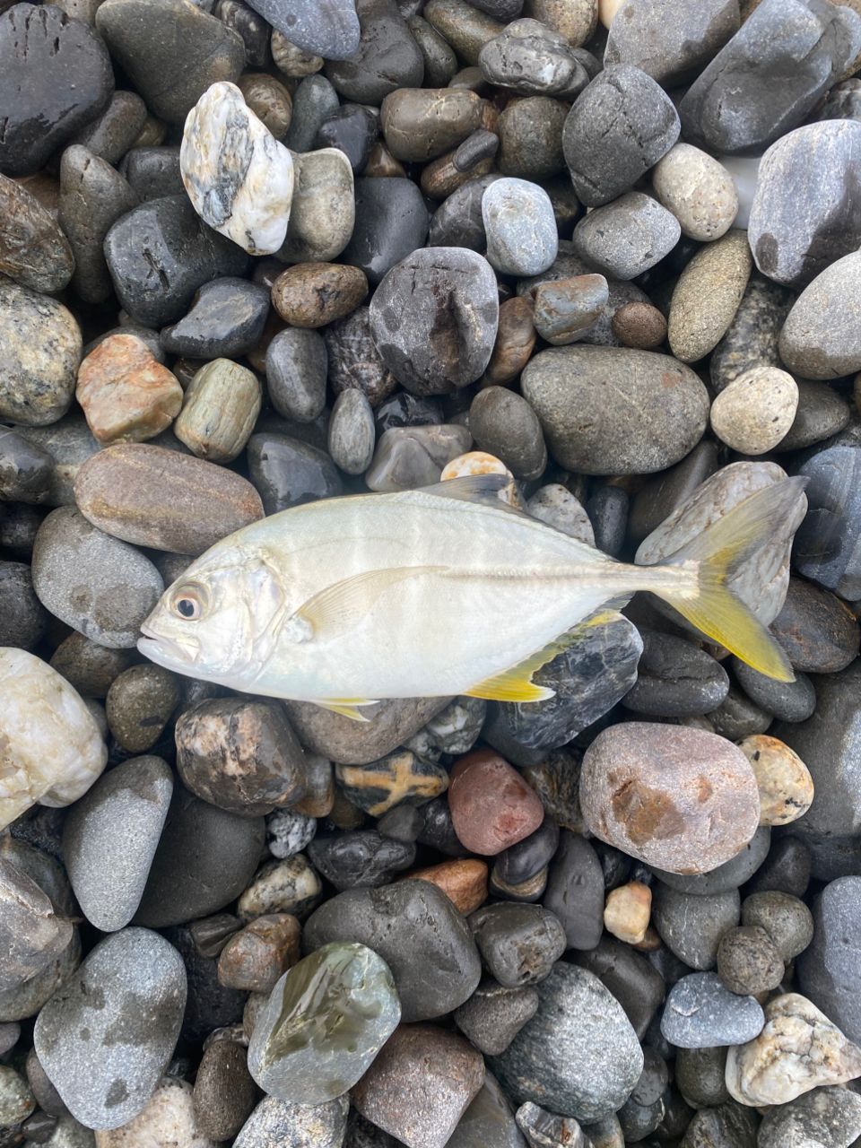 ショゴ