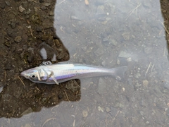 シロギスの釣果