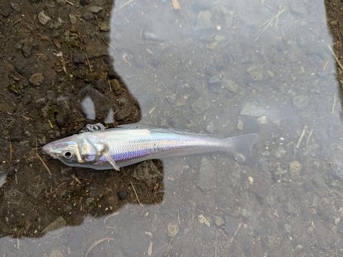 シロギスの釣果