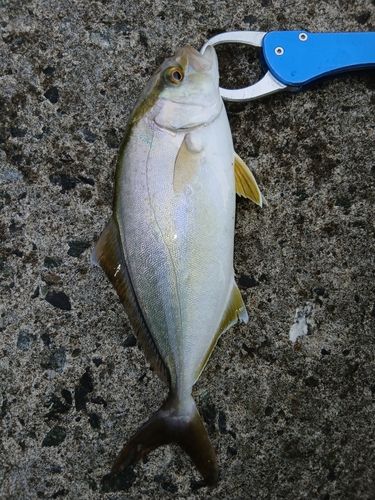三陸海岸（青森）