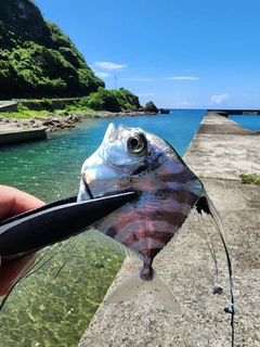 イトヒキアジの釣果