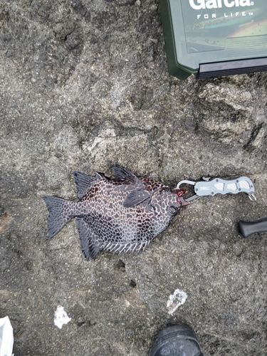 イシガキダイの釣果