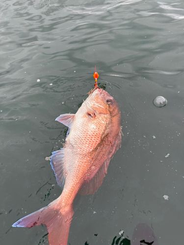 マダイの釣果
