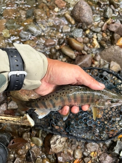 ヤマメの釣果