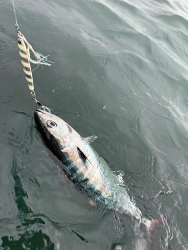 メジマグロの釣果