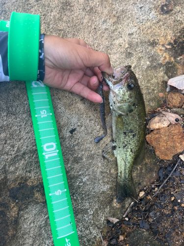 ブラックバスの釣果
