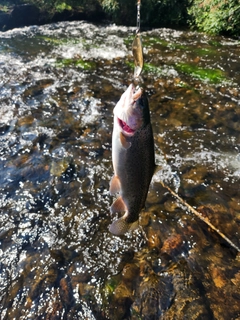 ニジマスの釣果