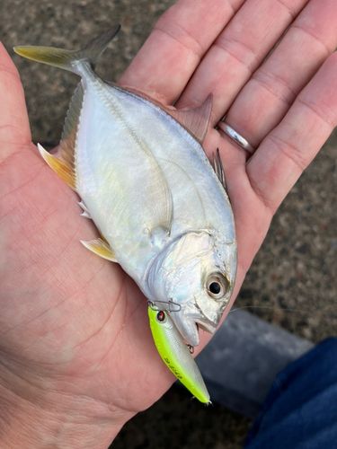 メッキの釣果