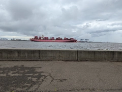 シロギスの釣果