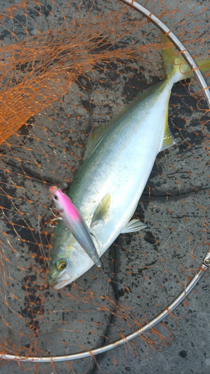 ヤズ
