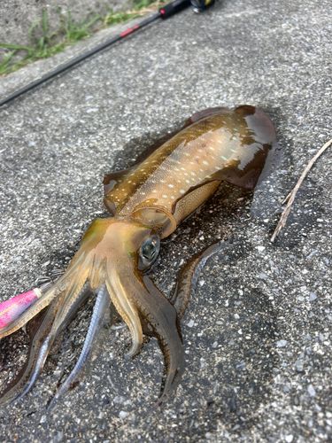 アーガイの釣果