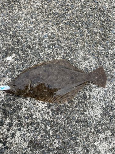 ヒラメの釣果