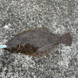 ヒラメ