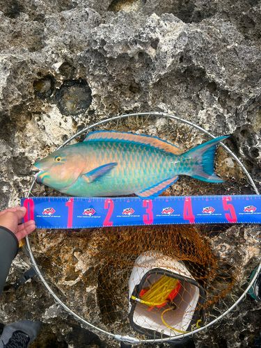 アーガイの釣果