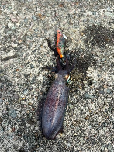 アオリイカの釣果