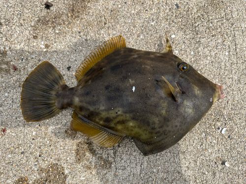 カワハギの釣果