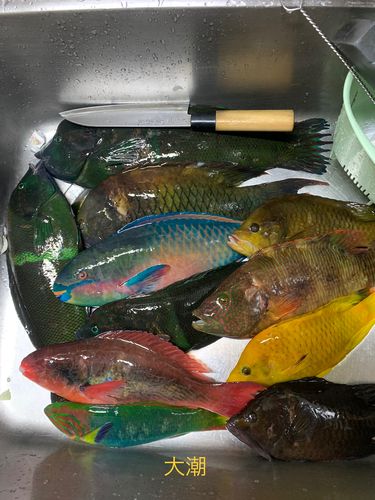 アーガイの釣果