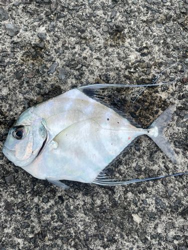 橘湾