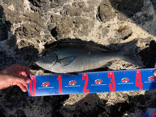 オナガグレの釣果