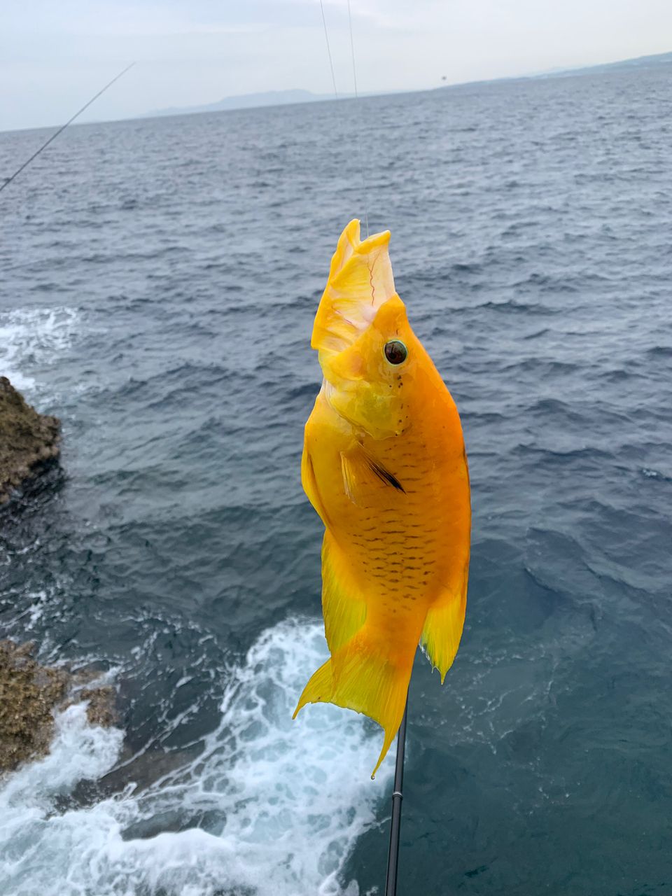 オナガグレ