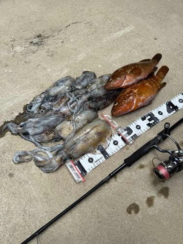 アオリイカの釣果