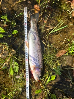 ニジマスの釣果