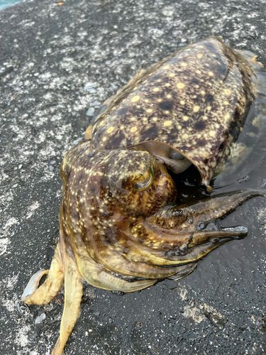 コウイカの釣果