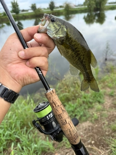 ラージマウスバスの釣果