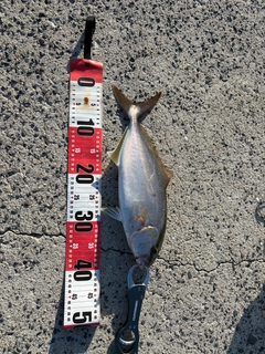 シオの釣果