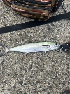 サゴシの釣果