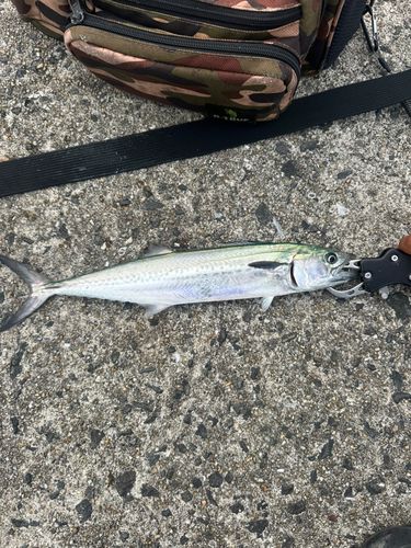 サゴシの釣果