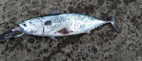 ソウダガツオの釣果