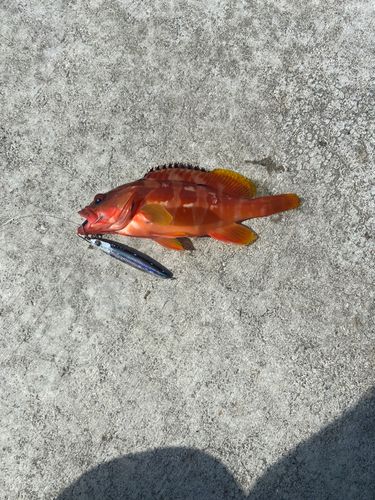 アカハタの釣果