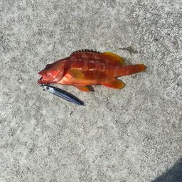 アカハタ
