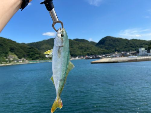 ワカシの釣果
