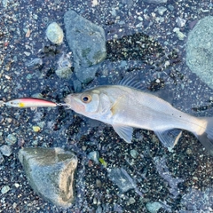 セイゴ（ヒラスズキ）の釣果