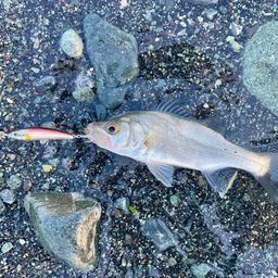 セイゴ（ヒラスズキ）