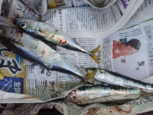 サバの釣果