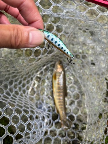 イワナの釣果