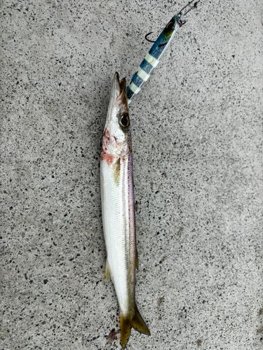 カマスの釣果
